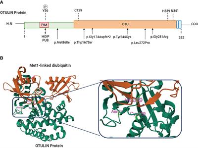 OTULIN deficiency: focus on innate immune system impairment